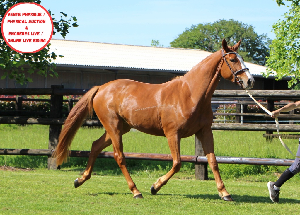 cheval de selle 8 lettres