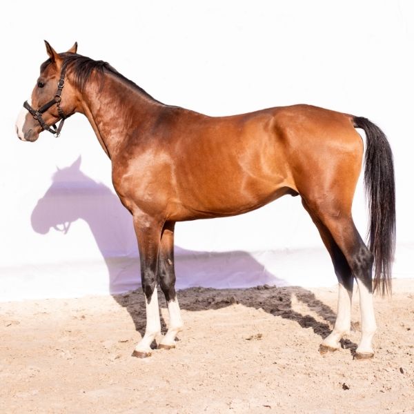 ORTAX Z VENTE PONTIVY FEDEB Balsan Encheres Horses