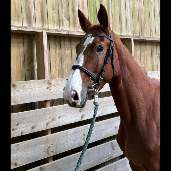 LAPTITE DE KERGANE VENTE PONTIVY FEDEB Balsan Encheres Horses